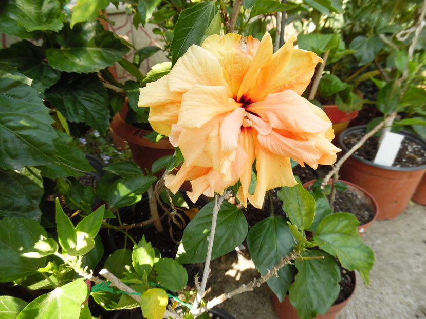  - 00 Hibiscus 2016