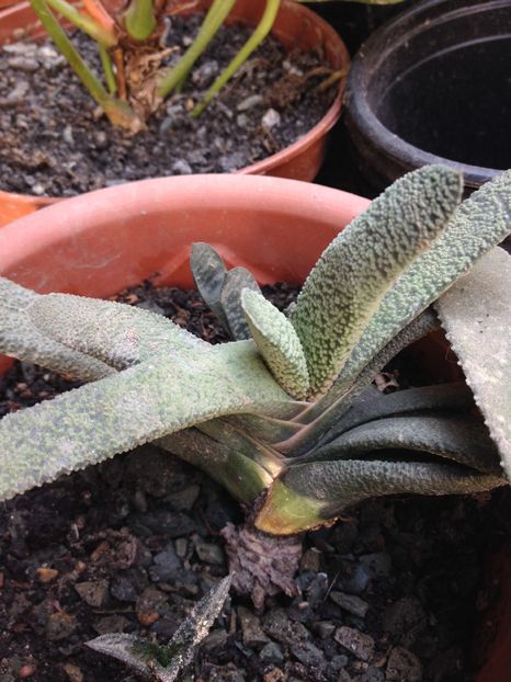 image - Gasteria