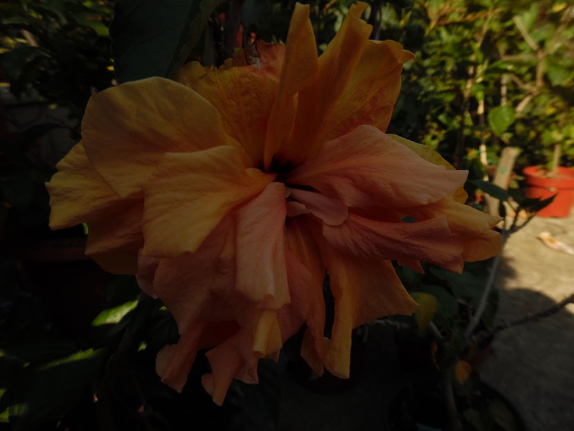  - 00 Hibiscus 2016