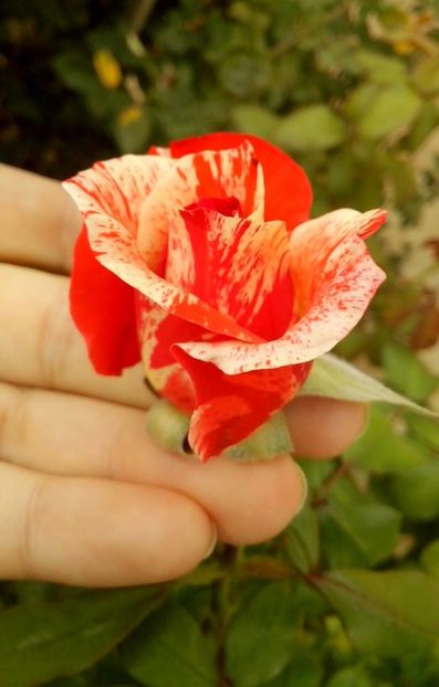 14361253_1027475140732313_7665508101682752387_o - 0 TRANDAFIRI DIMOV 2016