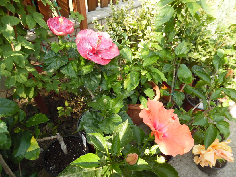  - 00 Hibiscus 2016
