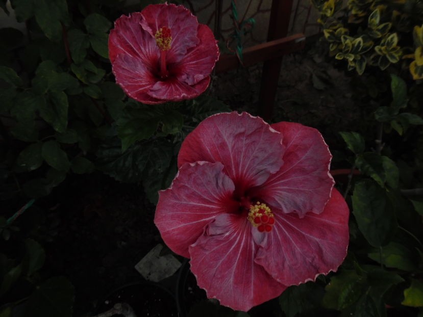  - 00 Hibiscus 2016