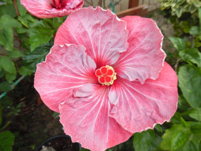  - 00 Hibiscus 2016