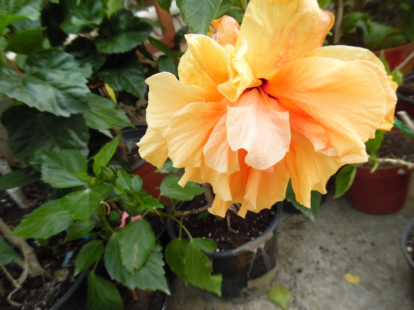  - 00 Hibiscus 2016