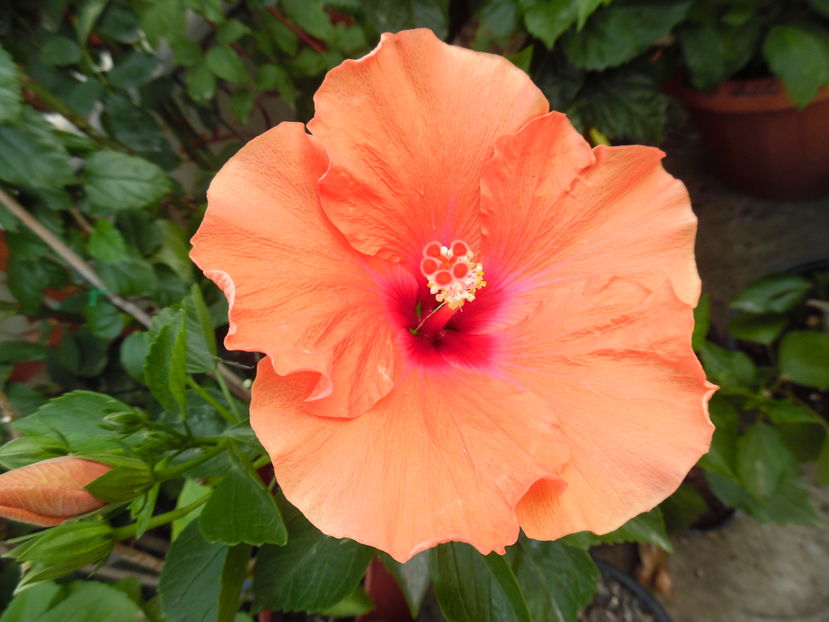  - 00 Hibiscus 2016