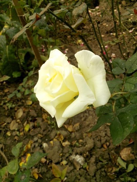 nr 11 - 0 TRANDAFIRI DIMOV 2016