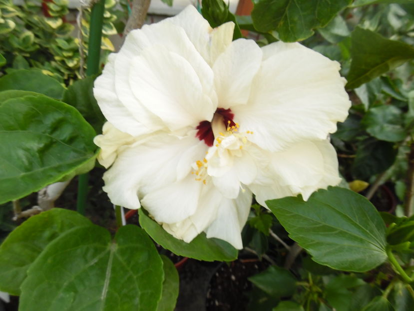  - 00 Hibiscus 2016