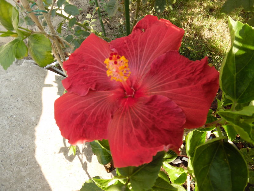  - 00 Hibiscus 2016