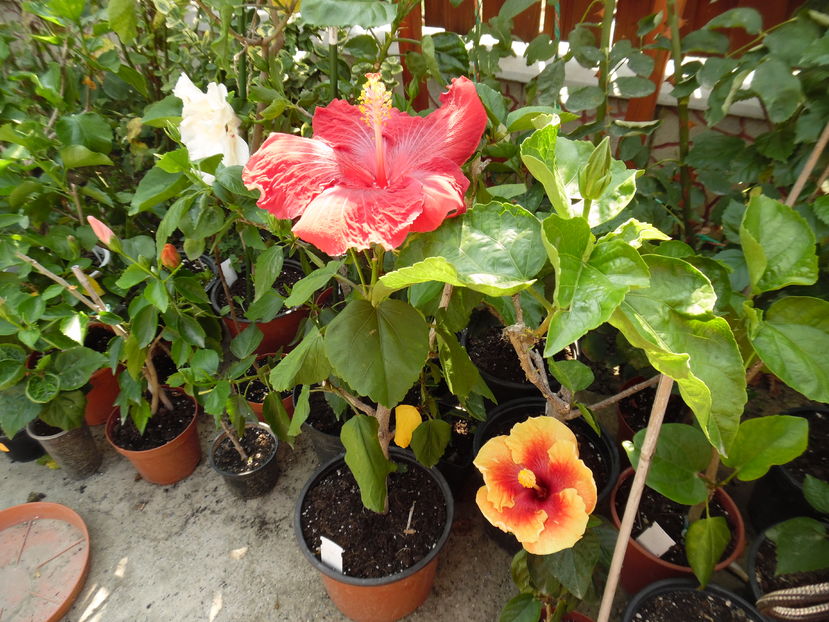 - 00 Hibiscus 2016