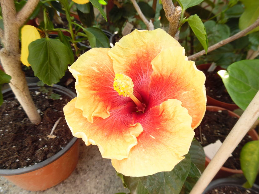  - 00 Hibiscus 2016