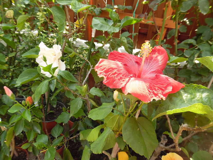  - 00 Hibiscus 2016