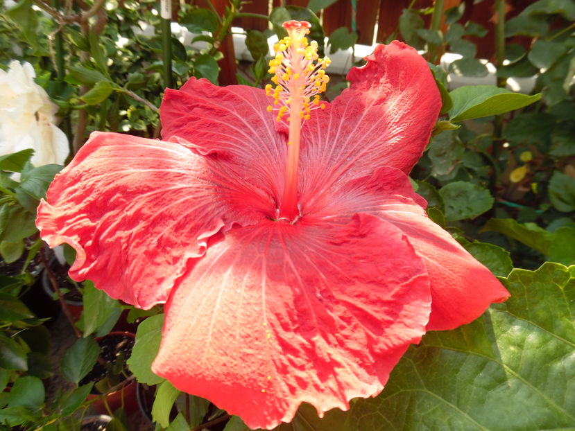  - 00 Hibiscus 2016