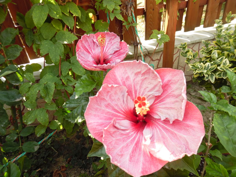  - 00 Hibiscus 2016