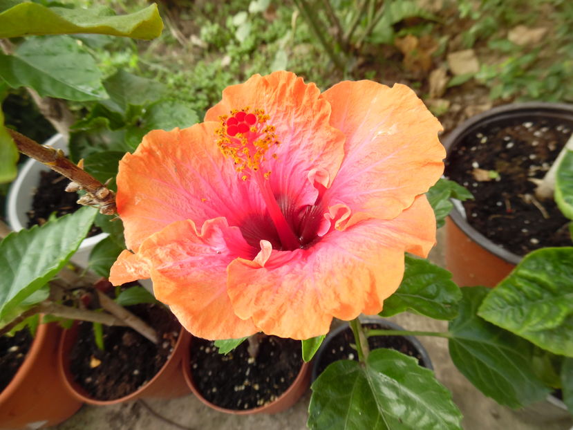  - 00 Hibiscus 2016
