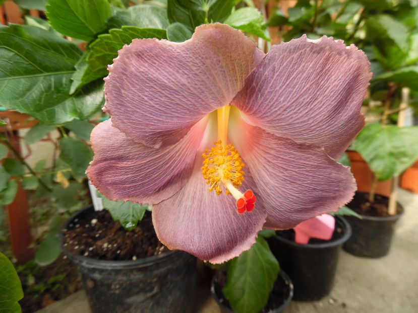  - 00 Hibiscus 2016