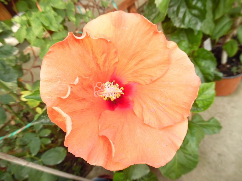  - 00 Hibiscus 2016