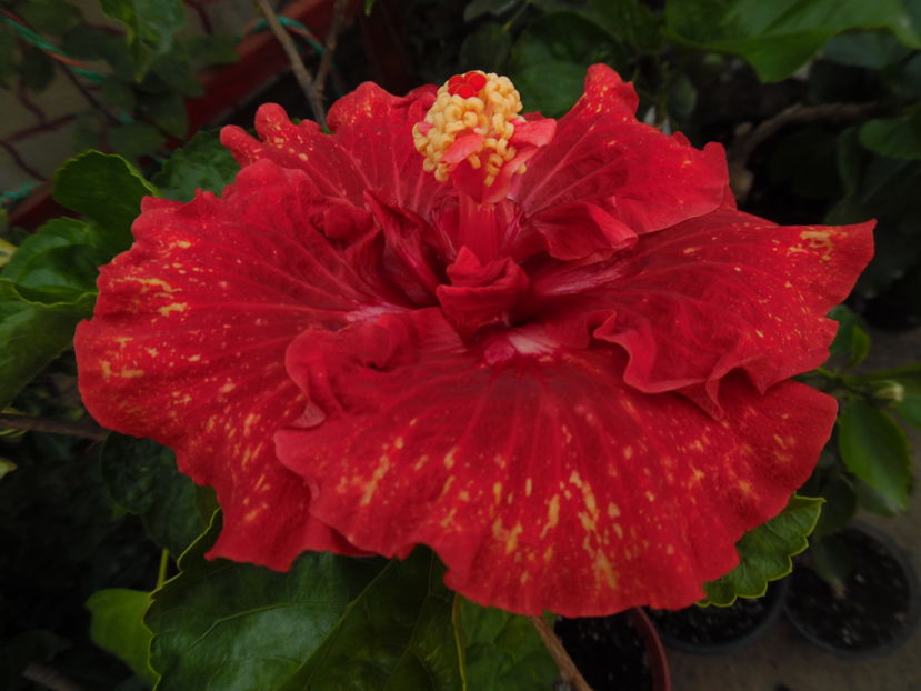  - 00 Hibiscus 2016
