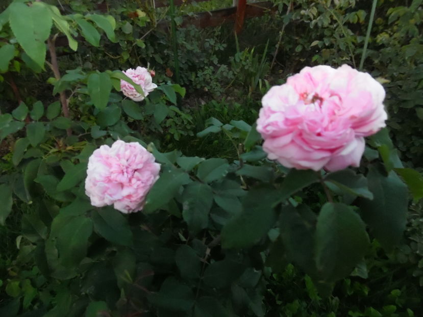  - 2016 Toamna in gradina 2016