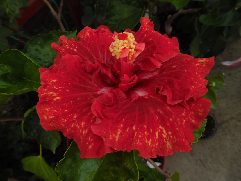  - 00 Hibiscus 2016