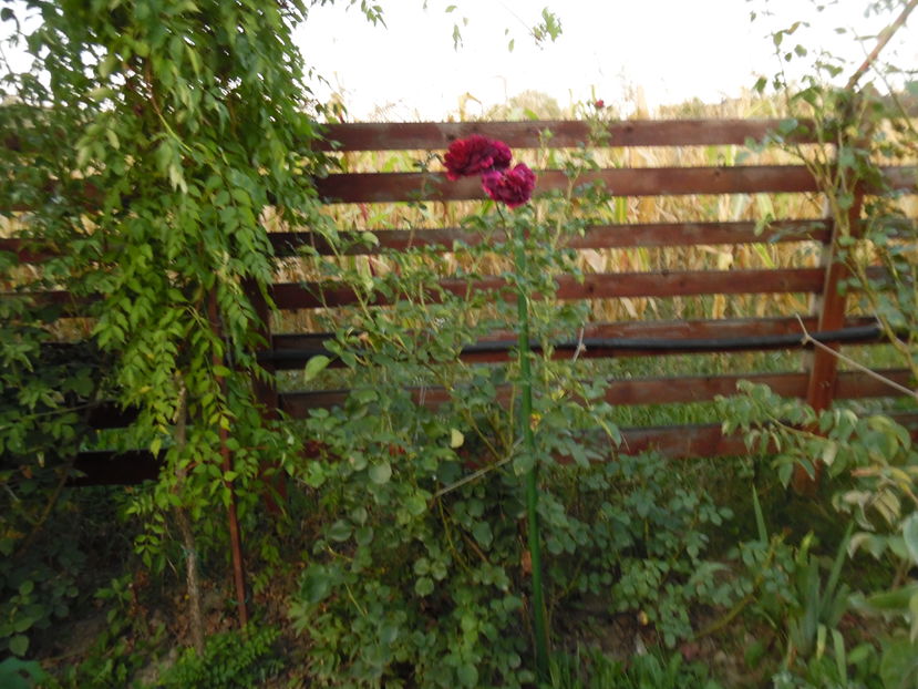  - 2016 Toamna in gradina 2016