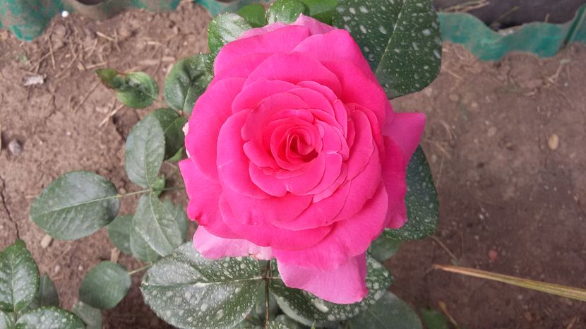 Manou Meilland2 -2016