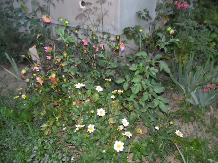  - 2016 Toamna in gradina 2016