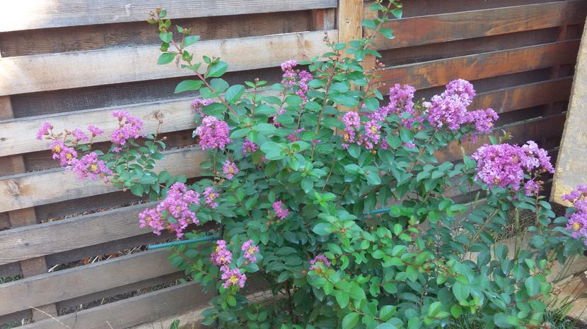 Lagerstroemia indica mov 1 - Lagerstroemia indica