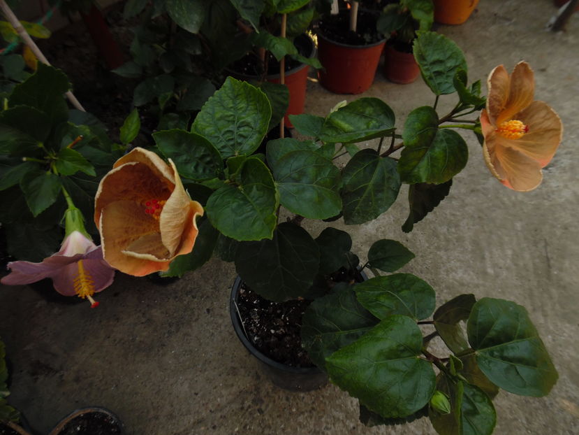  - 00 Hibiscus 2016