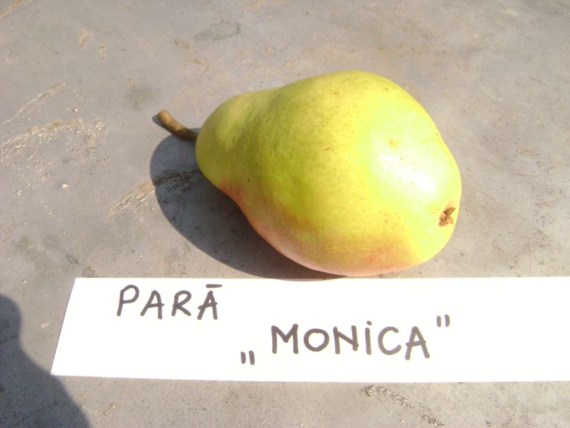 Pere Monica - Pere Monica