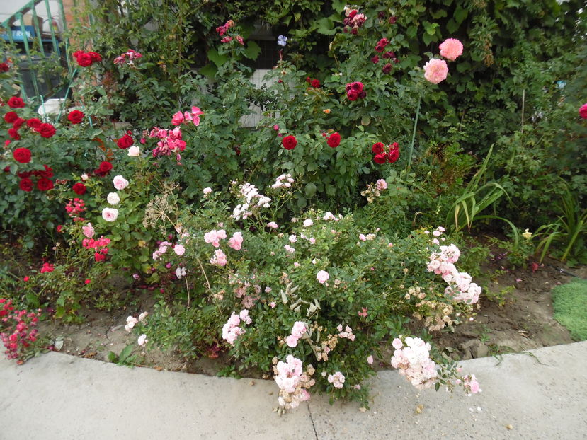  - 2016 Toamna in gradina 2016