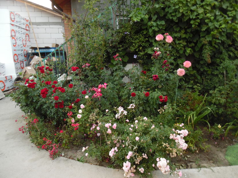  - 2016 Toamna in gradina 2016