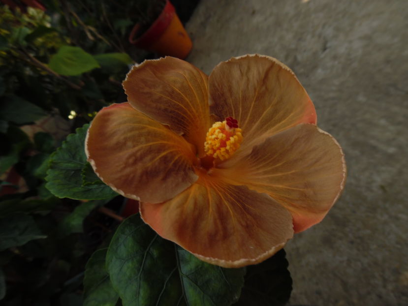  - 00 Hibiscus 2016