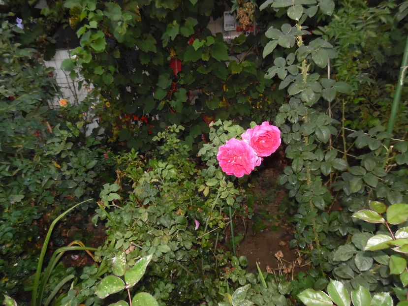  - 2016 Toamna in gradina 2016