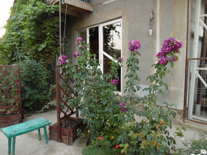  - 2016 Toamna in gradina 2016