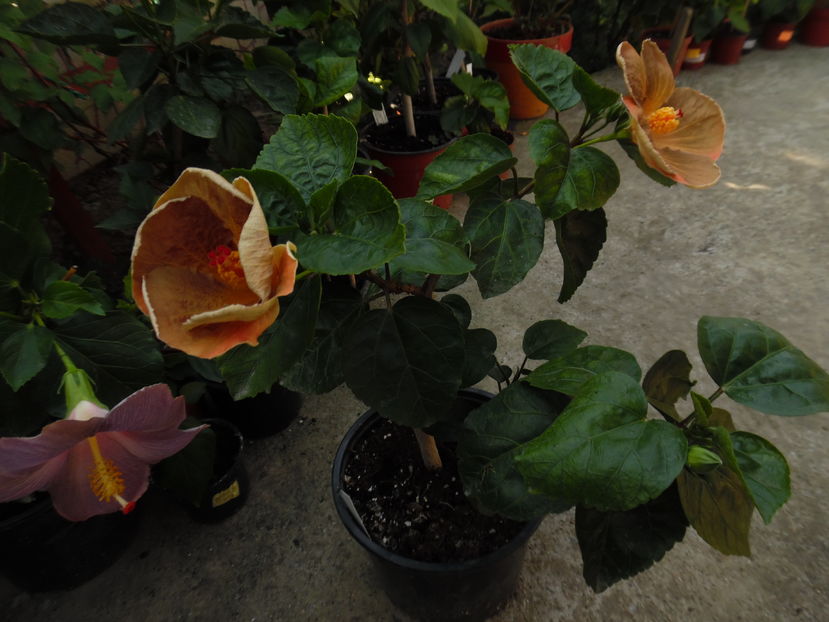  - 00 Hibiscus 2016