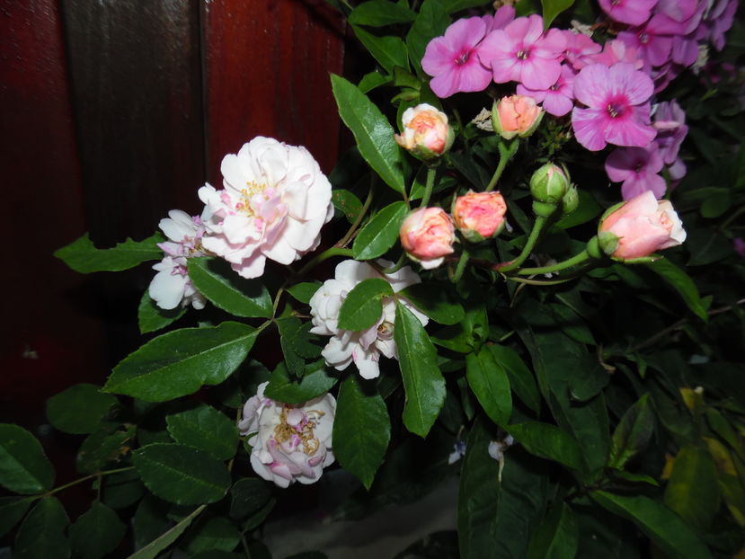  - 2016 Toamna in gradina 2016