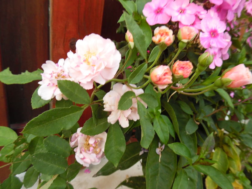  - 2016 Toamna in gradina 2016