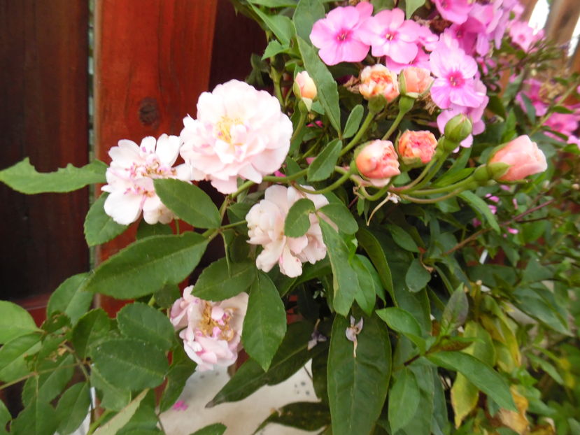  - 2016 Toamna in gradina 2016