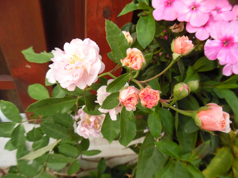  - 2016 Toamna in gradina 2016