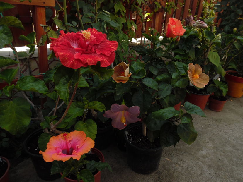  - 00 Hibiscus 2016