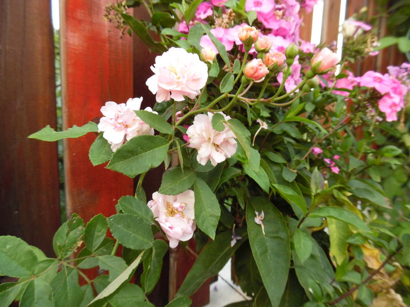  - 2016 Toamna in gradina 2016