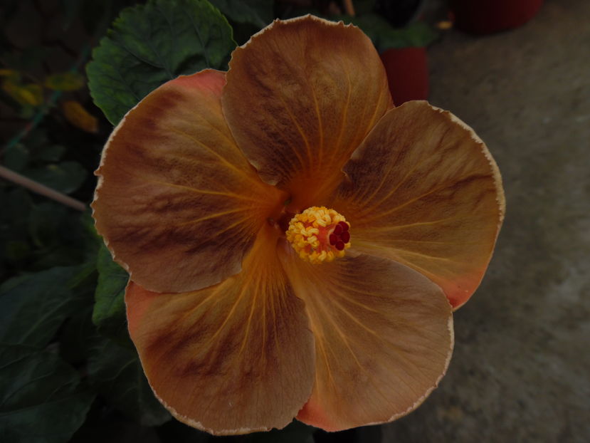  - 00 Hibiscus 2016