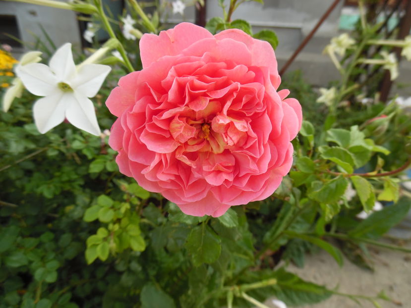  - 2016 Toamna in gradina 2016