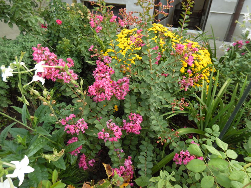  - 2016 Toamna in gradina 2016