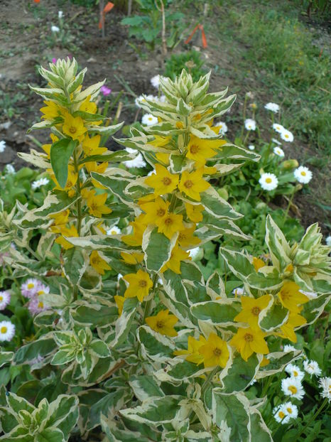 Lysimachia punctata Alexander