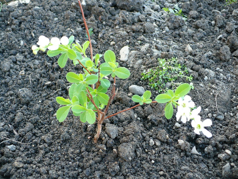 Exochorda the bride - 2 Achizitii plante perene