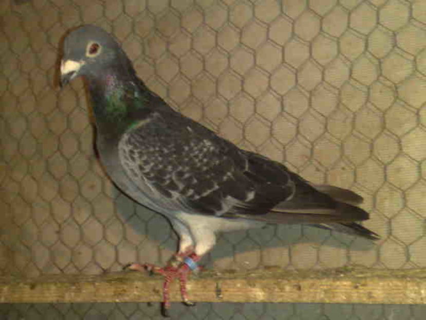 Guillermo
