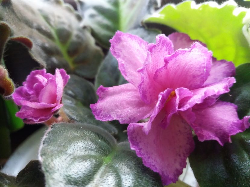 rs grafinia de monsoro