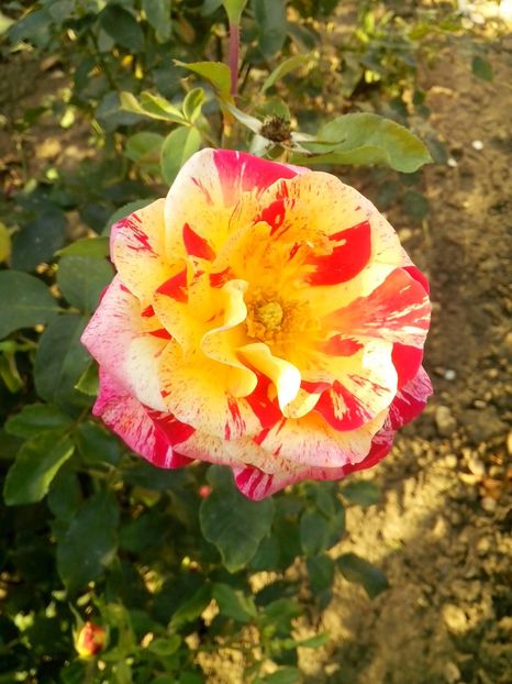 camille pissaro - 0 TRANDAFIRI 2016