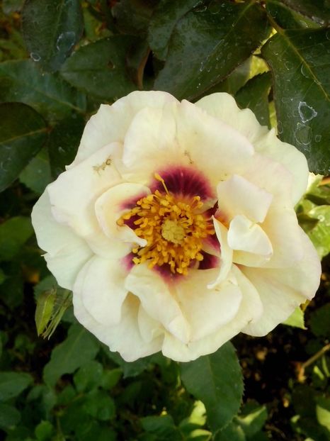 eyes for you - 0 TRANDAFIRI 2016